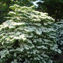 Viburnum plicatum silhouette